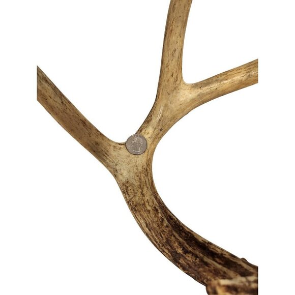 Deer Antlers For Rustic Decor Or Craft Projects or Dog Chews - Picture 4 of 11